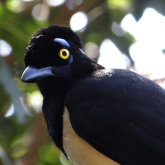 Cyanocorax chrysops