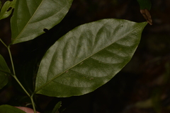 Pennantia cunninghamii