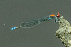 Pseudagrion massaicum