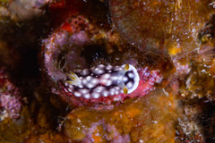 Goniobranchus geometricus