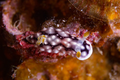 Goniobranchus geometricus