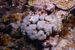 Fimbriaphyllia ancora