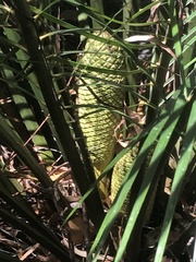 Macrozamia douglasii