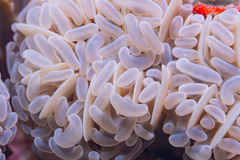 Fimbriaphyllia ancora