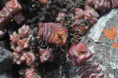 Crassula rupestris