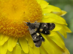 Petalanthes hexastera