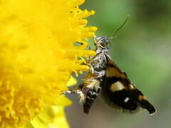 Petalanthes hexastera