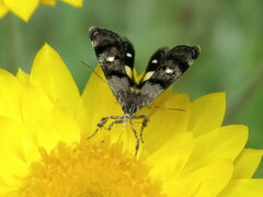 Petalanthes hexastera