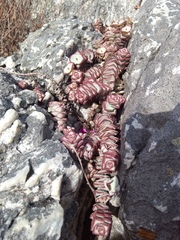 Crassula rupestris