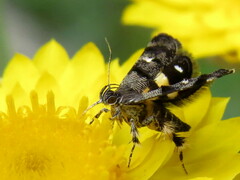Petalanthes hexastera