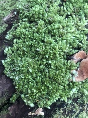 Leucobryum javense