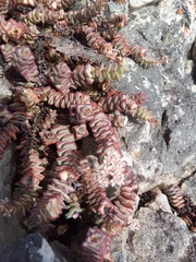 Crassula rupestris