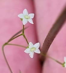 Platysace linearifolia