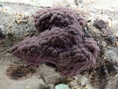 Hypoxylon rubiginosum