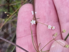 Platysace linearifolia