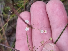 Platysace linearifolia