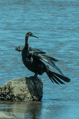 Anhinga rufa