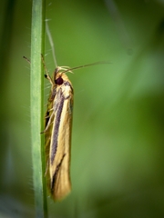Philobota protecta