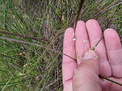 Platysace linearifolia