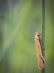Philobota protecta