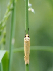 Philobota protecta