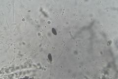 Hypoxylon rubiginosum