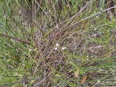 Platysace linearifolia