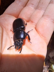 Mastachilus australasicus