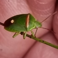 Ocirrhoe unimaculata