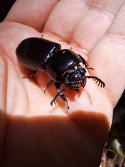 Mastachilus australasicus