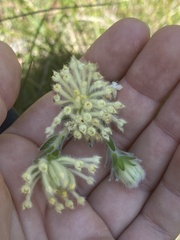 Pimelea octophylla