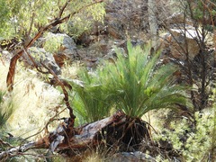Macrozamia macdonnellii