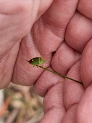 Ocirrhoe unimaculata