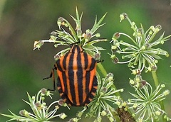 Graphosoma