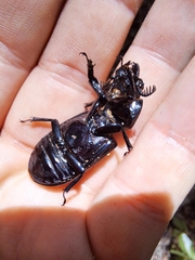 Mastachilus australasicus