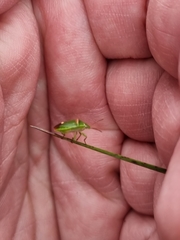 Ocirrhoe unimaculata