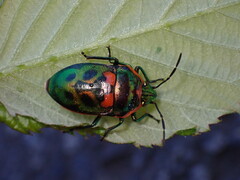 Scutiphora pedicellata