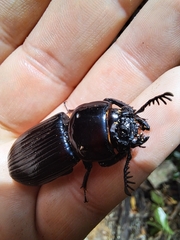 Mastachilus australasicus