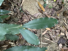 Ardisia cornudentata