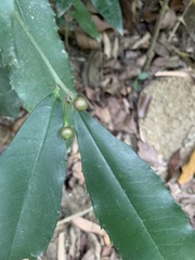Ardisia cornudentata