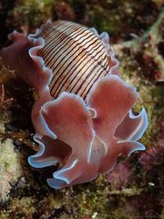 Hydatina physis