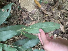 Ardisia cornudentata