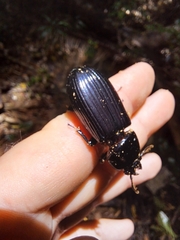 Mastachilus australasicus