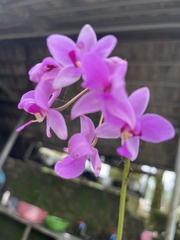 Spathoglottis