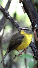 Basileuterus culicivorus