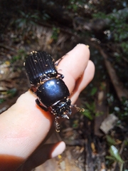 Mastachilus australasicus