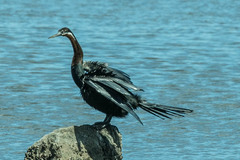 Anhinga rufa