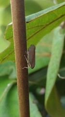 Cicadellidae