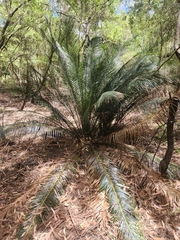 Macrozamia douglasii