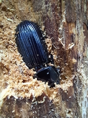 Mastachilus australasicus